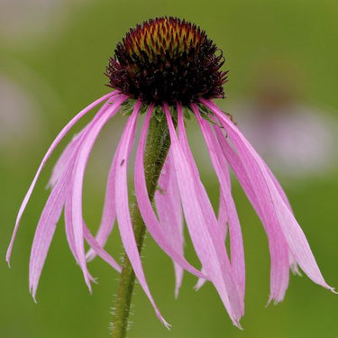 Pale Purple Coneflower - Prairie Native, Echinacea pallida